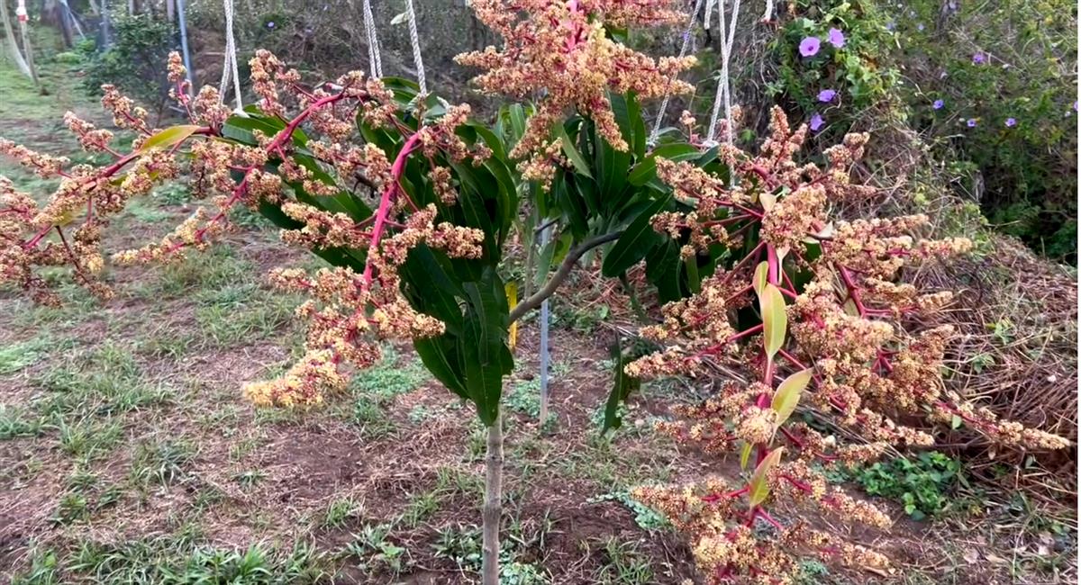 12筐農場,又到了油甘樹開花的季節，其它果樹如愛文芒果樹與香水檸檬相繼豐盛結果中！